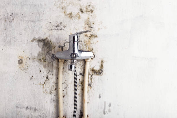 Professional Mold Remediation in Beaufort, SC