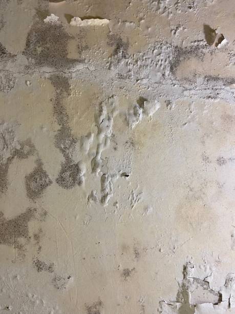 Best Emergency Mold Remediation in Beaufort, SC